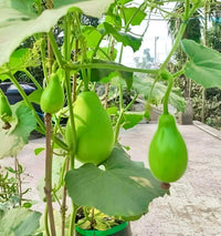 Bindu Lau (Pani Kadu) Bottle Gourd Seeds– Easy to Grow, Early Harvest, High Yield | Perfect for UK Beginners