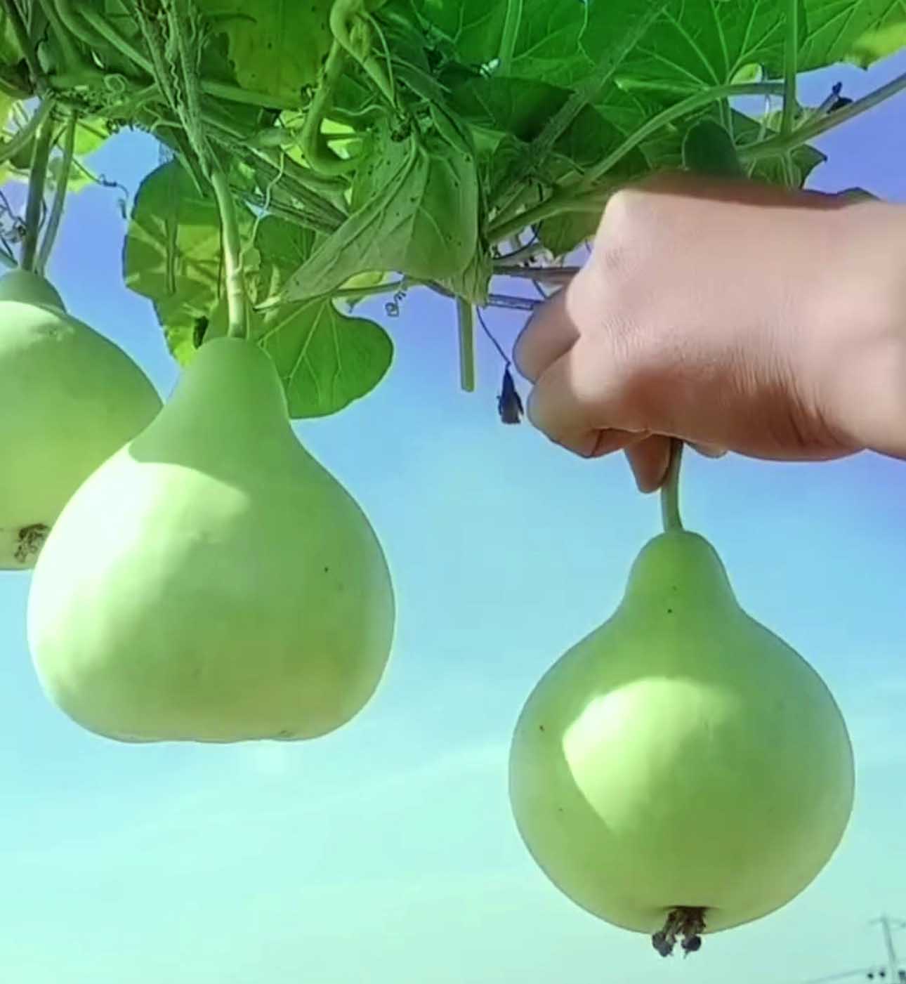 Bindu Lau Seedling plant (বিন্দু লাউ চারা)