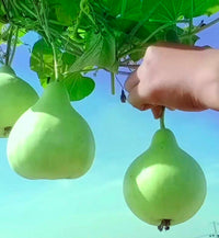 Bindu Lau (Pani Kadu) Bottle Gourd Seeds– Easy to Grow, Early Harvest, High Yield | Perfect for UK Beginners