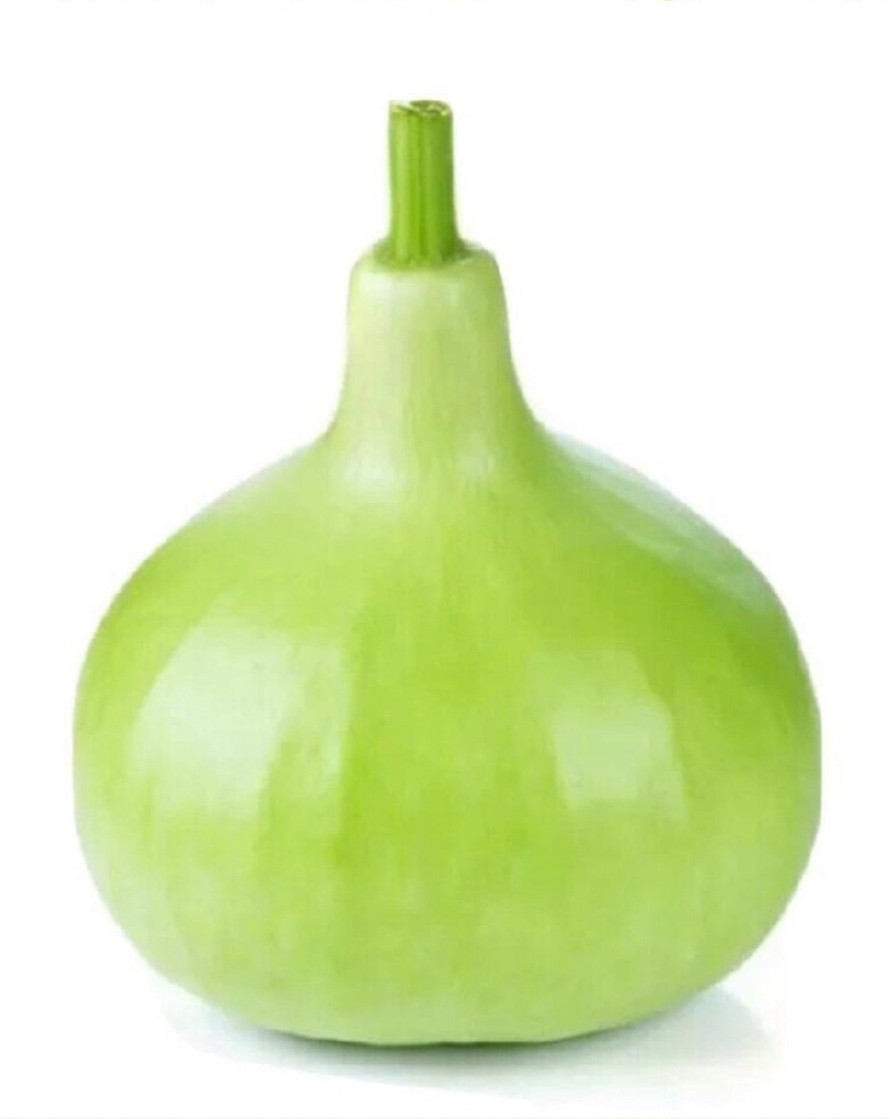 Bindu Lau (Pani Kadu) F1 Hybrid Bottle Gourd Seeds– Easy to Grow, Early Harvest, High Yield | Perfect for UK Beginners