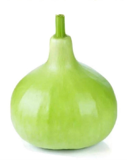 Bindu Lau (Pani Kadu) F1 Hybrid Bottle Gourd Seeds– Easy to Grow, Early Harvest, High Yield | Perfect for UK Beginners