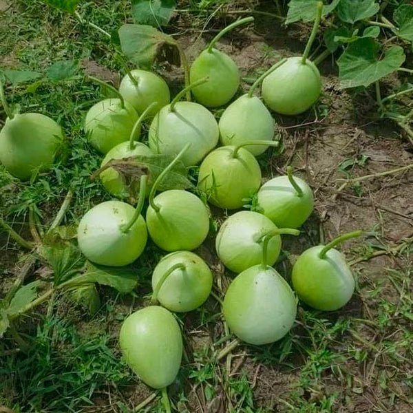 Bindu Lau (Pani Kadu) Bottle Gourd Seeds– Easy to Grow, Early Harvest, High Yield | Perfect for UK Beginners