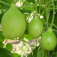 Bindu Lau (Pani Kadu) Bottle Gourd Seeds– Easy to Grow, Early Harvest, High Yield | Perfect for UK Beginners