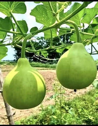 Bindu Lau (Pani Kadu) Bottle Gourd Seeds– Easy to Grow, Early Harvest, High Yield | Perfect for UK Beginners