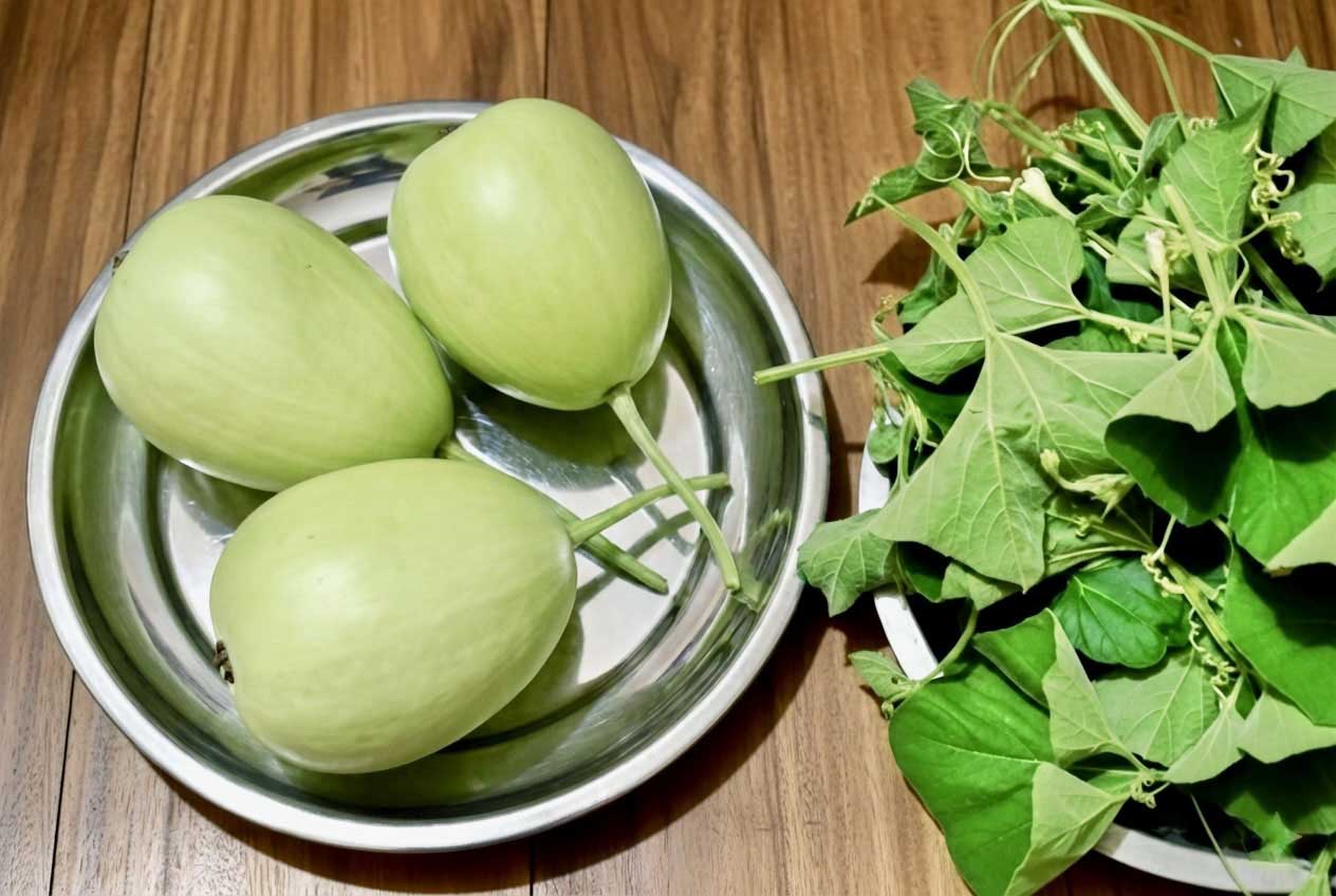 Bindu Lau Seedling plant (বিন্দু লাউ চারা)