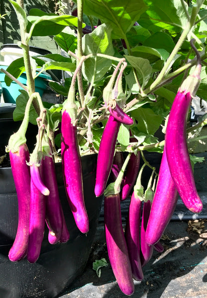 🍆 Medium Long Lolita Eggplant Seedlings (ললিতা হাজারী বেগুন চারা) | Soft, Delicious & Super Productive Variety