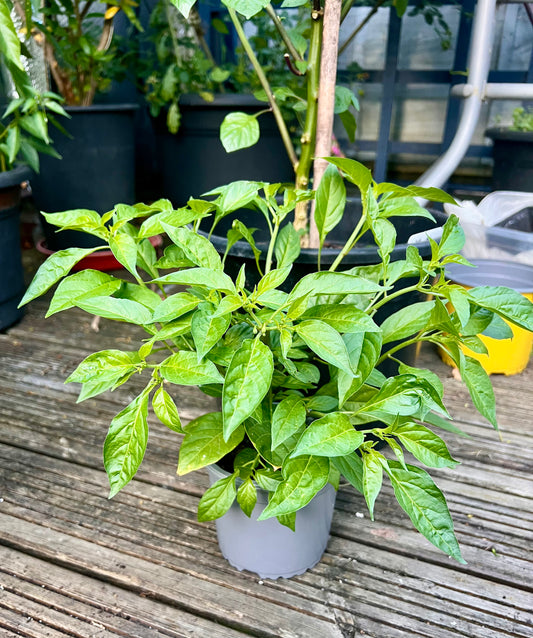 Aribibi Gusano (Ghee Naga) Chilli Plant – With Flowering Buds 🌶️
