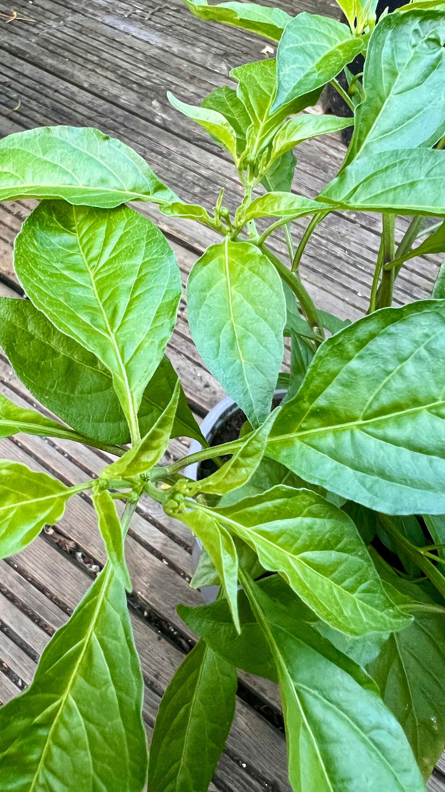 Aribibi Gusano (Ghee Naga) Chilli Plant – With Flowering Buds 🌶️