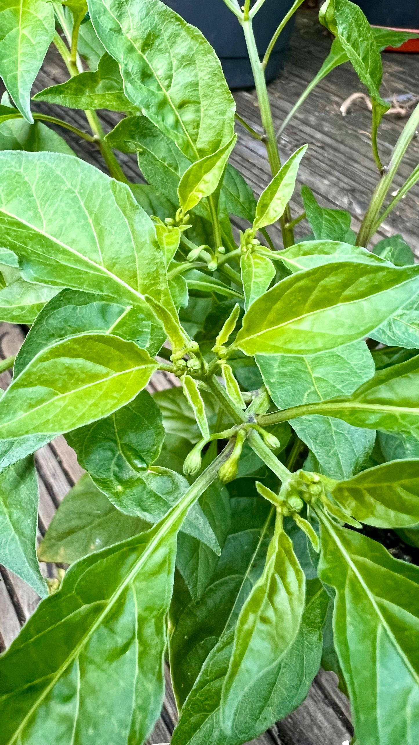 Aribibi Gusano (Ghee Naga) Chilli Plant – With Flowering Buds 🌶️