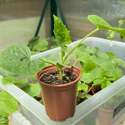 🇧🇩 Bangladeshi Chal Kumra চাল কুমড়া (Ash Gourd/ Wax Gourd/ Winter melon) Seedling – Grow the Real Taste of Home in the UK