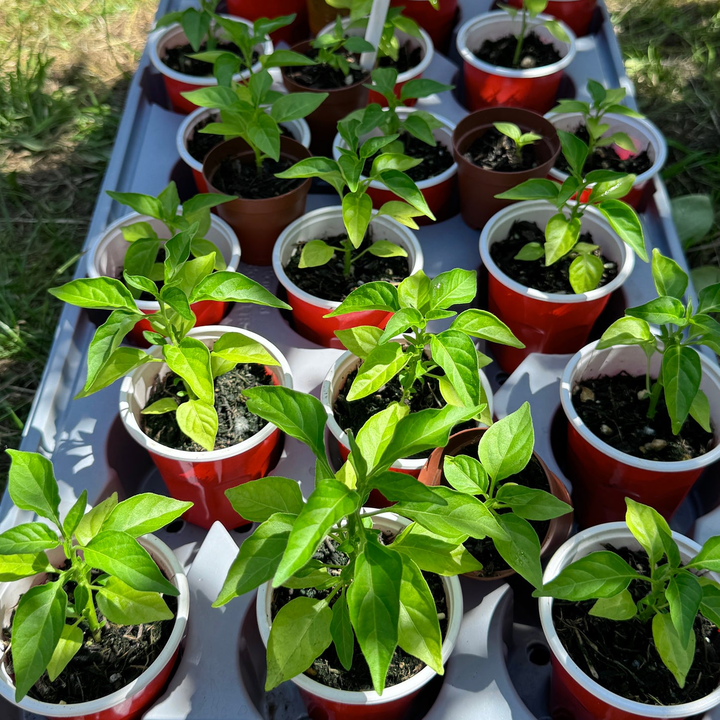 Yellow Submarine Chilli 🌶️ Seedlings (চারা) | Aromatic Ghee Flavour, Delicious