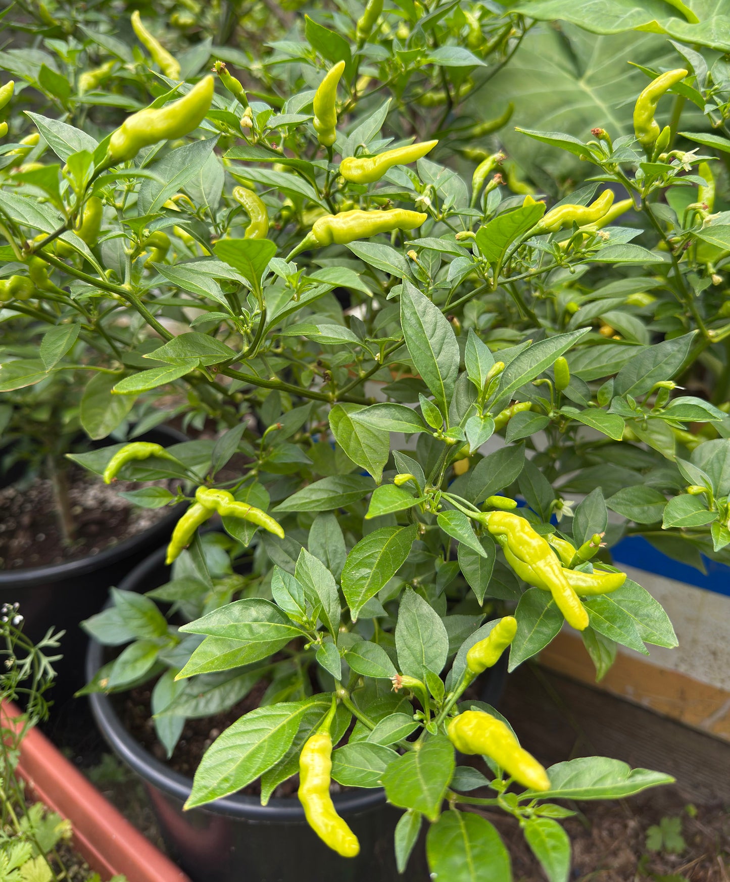 Ghee Naga Chilli Pepper Seeds (Aribibi Gusano Caterpillar Chilli ঘি-নাগা মরিচ বীজ)