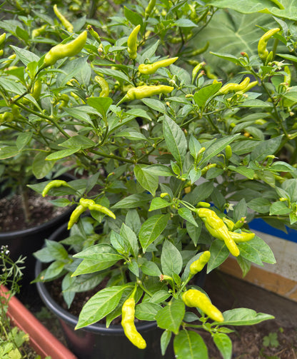 Ghee Naga Chilli Pepper Seeds (Aribibi Gusano Caterpillar Chilli ঘি-নাগা মরিচ বীজ)