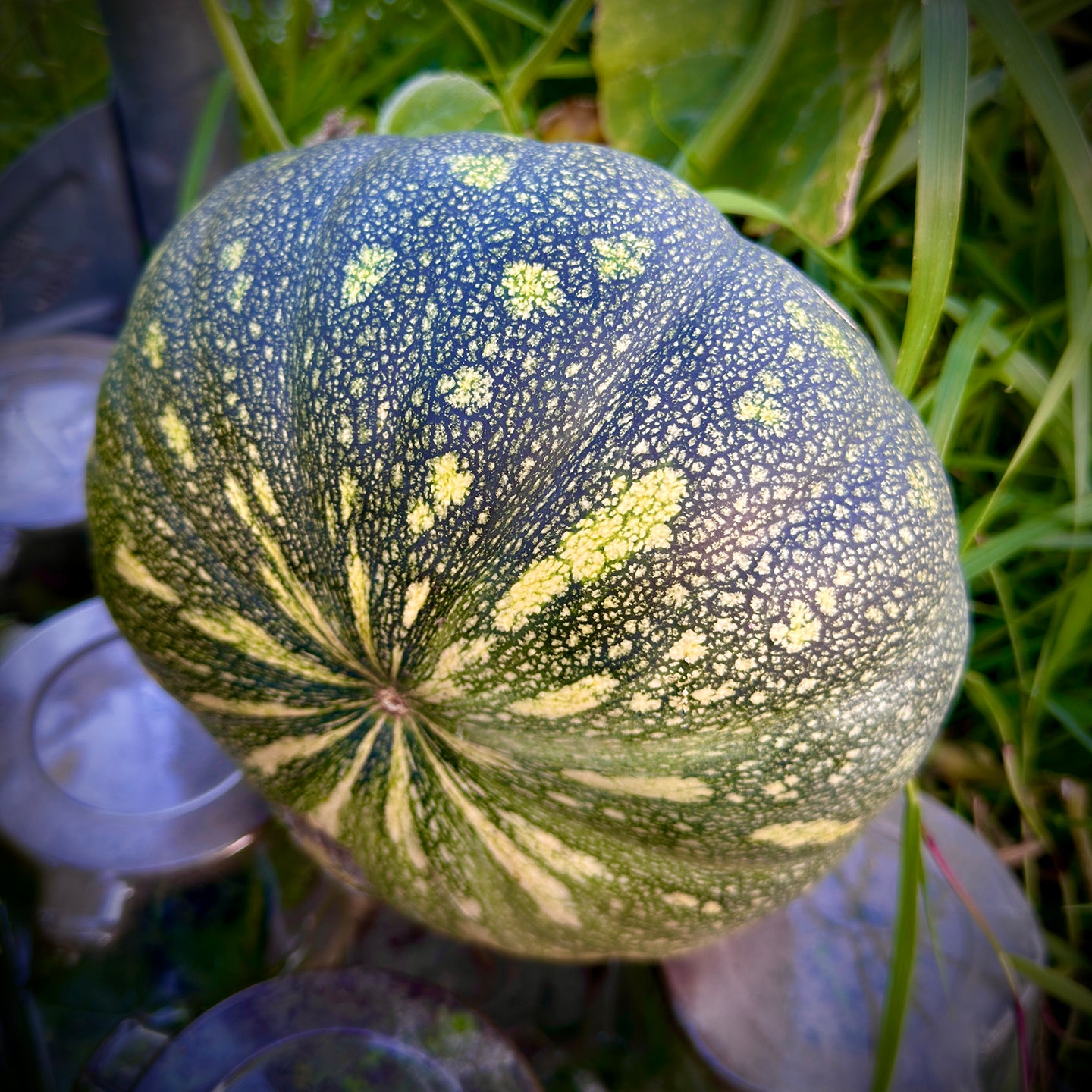 🇧🇩 All-Season Variety Sweet Pumpkin Seeds বারমাসি মিষ্টি কুমড়া