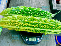 Long Bitter Gourd Korola Seeds: Genuine  Variety Easy-Grow for UK Gardens