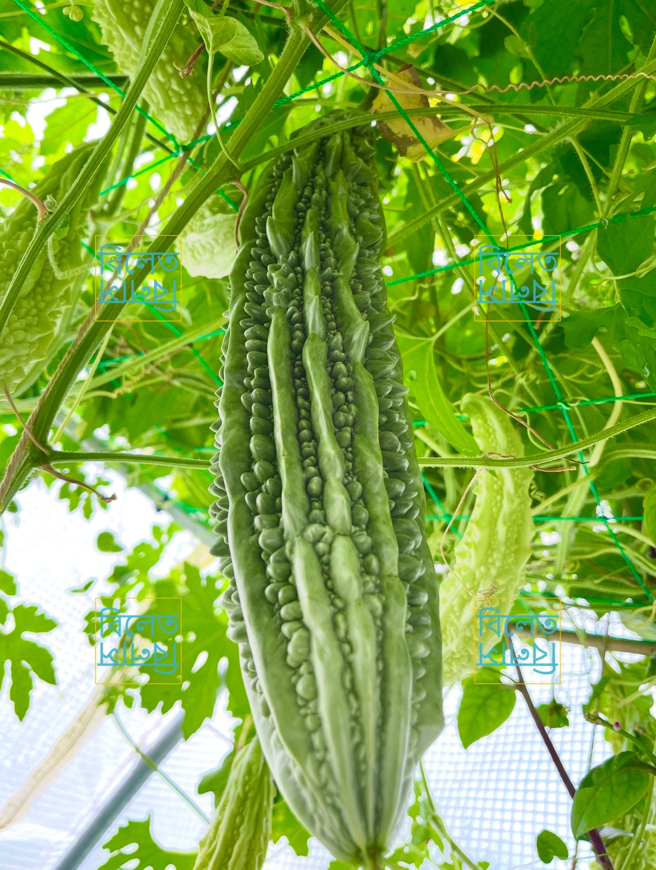Long Bitter Gourd (Goj Korolla গজ করলা) Seeds – Super Long, Easy-Grow Bitter Gourd