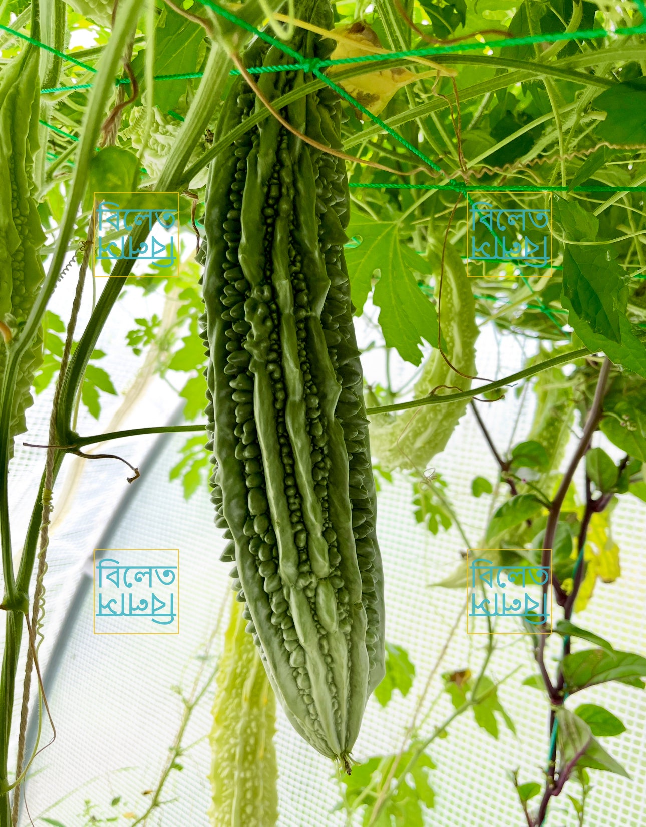 Long Bitter Gourd (Goj Korolla গজ করলা) Seeds – Super Long, Easy-Grow Bitter Gourd