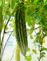 Long Bitter Gourd Korola Seeds: Genuine  Variety Easy-Grow for UK Gardens