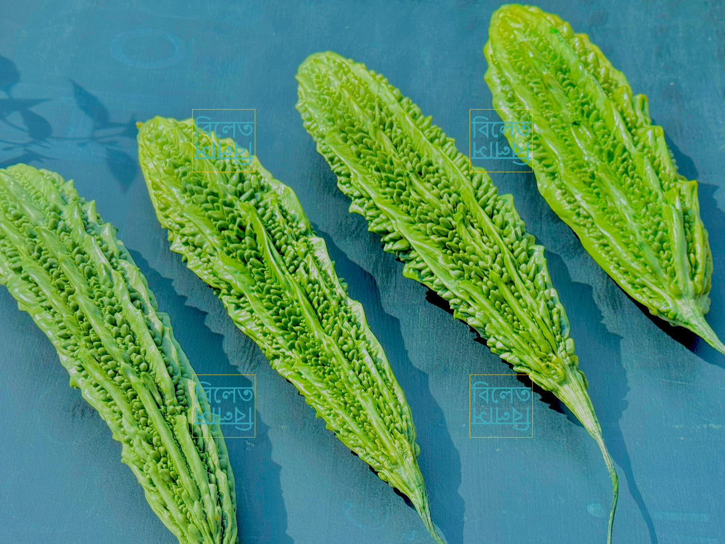 Long Bitter Gourd (Goj Korolla গজ করলা) Seeds – Super Long, Easy-Grow Bitter Gourd