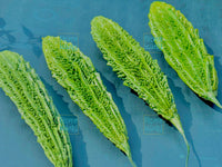 Long Bitter Gourd Korola Seeds: Genuine  Variety Easy-Grow for UK Gardens