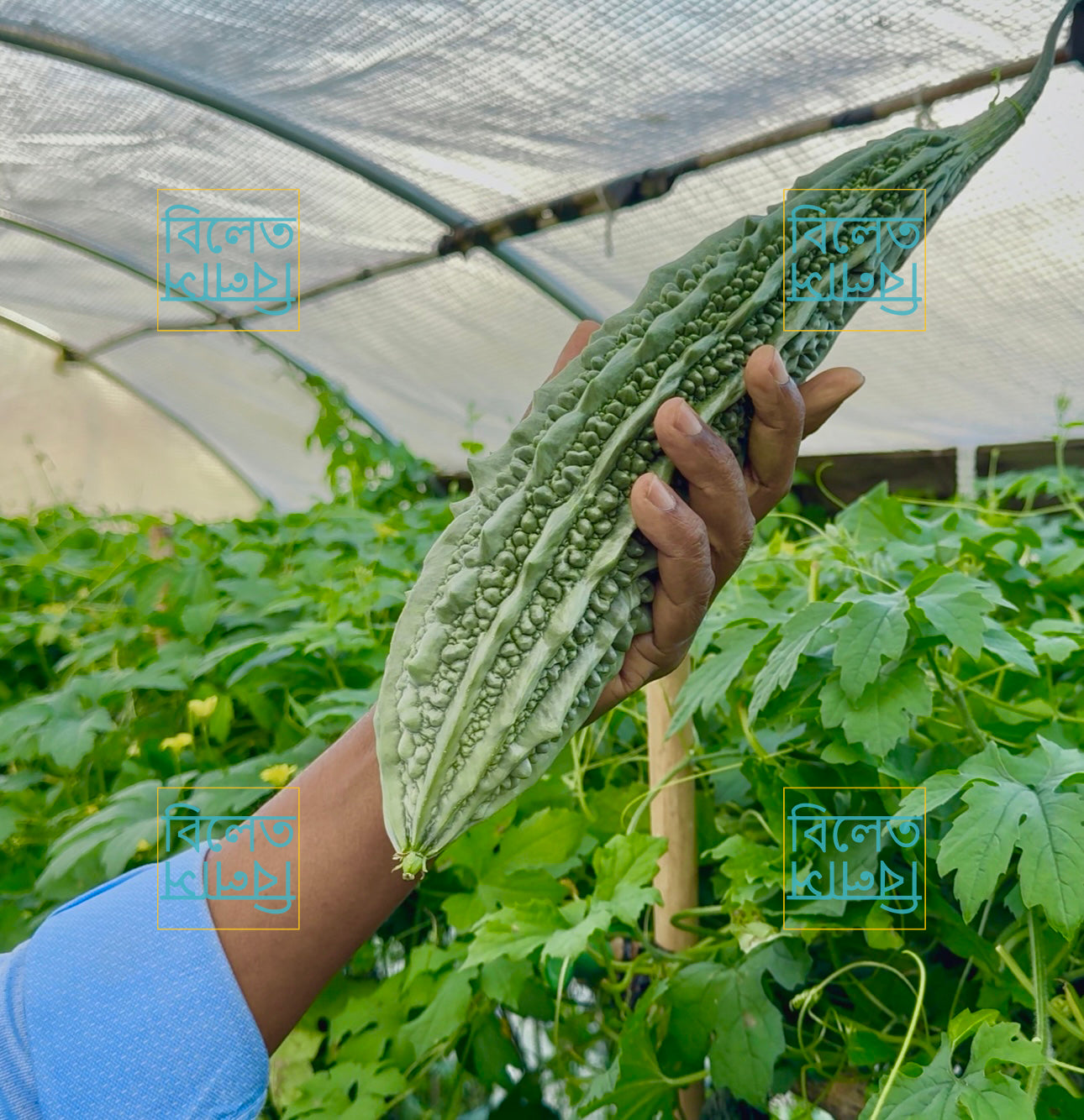 Long Bitter Gourd (Goj Korolla গজ করলা) Seeds – Super Long, Easy-Grow Bitter Gourd