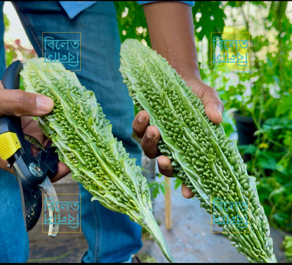 Long Bitter Gourd (Goj Korolla গজ করলা) Seeds – Super Long, Easy-Grow Bitter Gourd