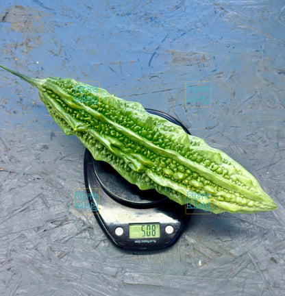 Long Bitter Gourd (Goj Korolla গজ করলা) Seeds – Super Long, Easy-Grow Bitter Gourd