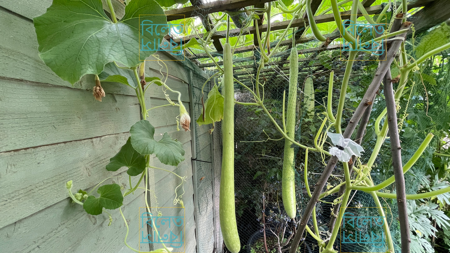 Long Italian Snake Gourd Seeds (Cucuzza) – Vigorous Climber, Edible Fruits Up to 2m long