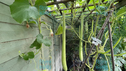 Long Italian Snake Gourd Seeds (Cucuzza) – Vigorous Climber, Edible Fruits Up to 2m long