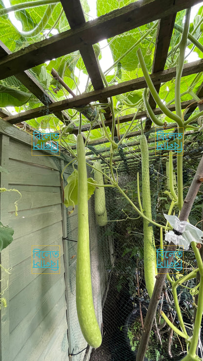 Long Italian Snake Gourd Seeds (Cucuzza) – Vigorous Climber, Edible Fruits Up to 2m long