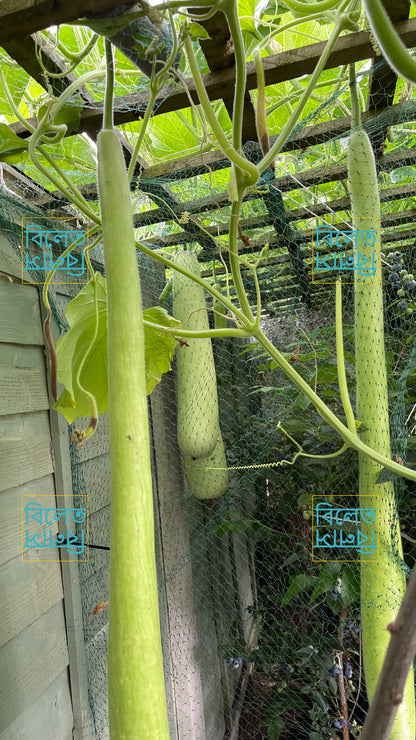 Long Italian Snake Gourd Seeds (Cucuzza) – Vigorous Climber, Edible Fruits Up to 2m long