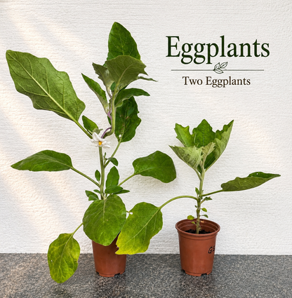 Mixed Vegetable Seedlings Plant Collection