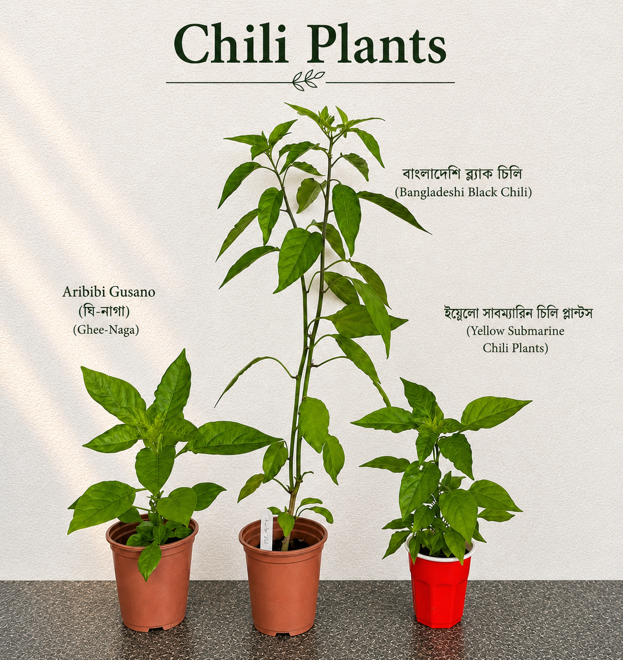 Mixed Vegetable Seedlings Plant Collection