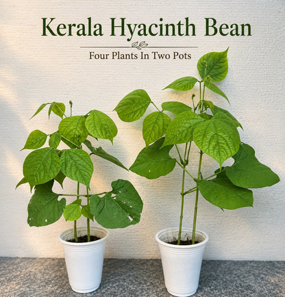 Mixed Vegetable Seedlings Plant Collection