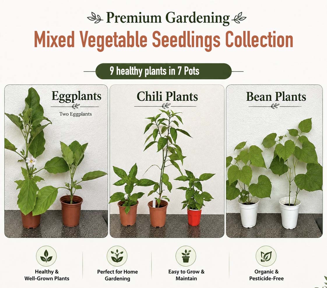Mixed Vegetable Seedlings Plant Collection