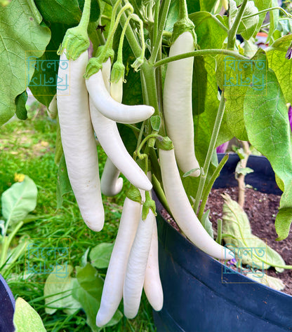 Slim Long White Eggplant Seeds | Creamy, Soft, Delicious & Super Productive Variety