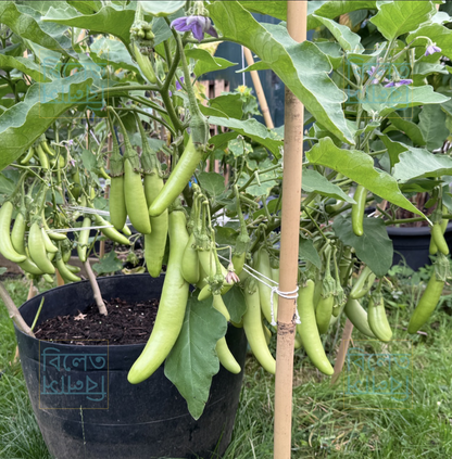 Soft Skin Super Tasty Tender Green Knight Slim Long Aubergine Eggplant Brinjal Seeds সবুজ লম্বা বেগুন Easy to Grow in UK