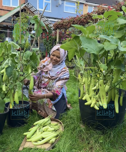Soft Skin Super Tasty Tender Green Knight Slim Long Aubergine Eggplant Brinjal Seeds সবুজ লম্বা বেগুন Easy to Grow in UK