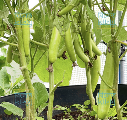 Soft Skin Super Tasty Tender Green Knight Slim Long Aubergine Eggplant Brinjal Seeds সবুজ লম্বা বেগুন Easy to Grow in UK
