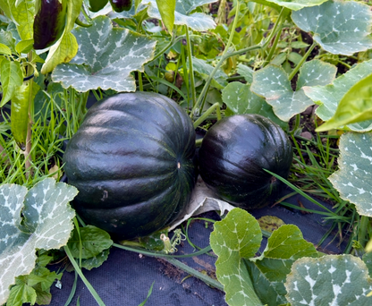 🇧🇩 Bangladeshi Dark Green Sweet Pumpkin Seedling (কালো মিষ্টি কুমড়া চারা)