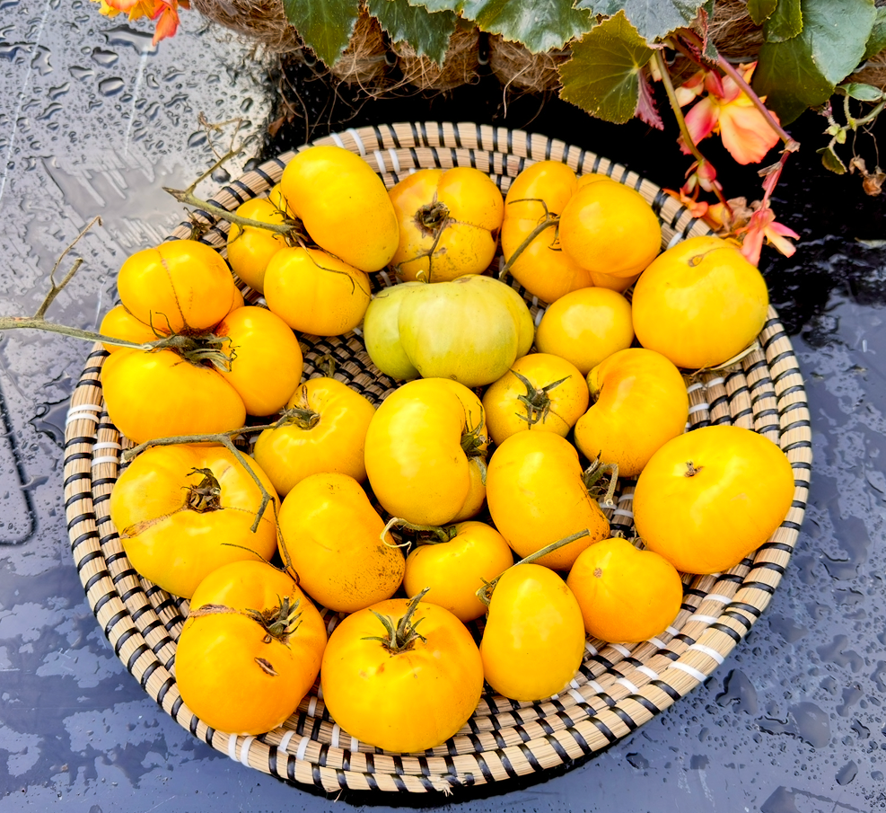 🍅 Super Tasty Yellow Tomato Seedlings (টমেটো চারা) | Soft, Delicious