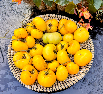 🍅 Super Tasty Yellow Tomato Seedlings (টমেটো চারা) | Soft, Delicious