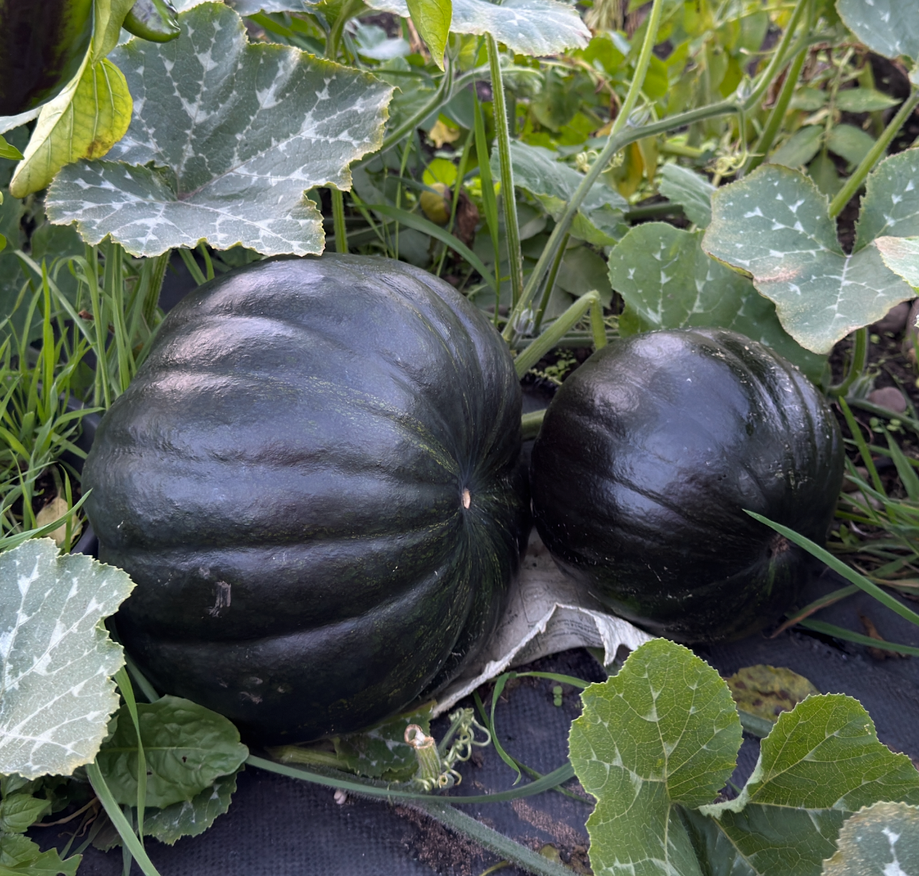 🇧🇩 Bangladeshi Dark Green Sweet Pumpkin Seedling (কালো মিষ্টি কুমড়া চারা)