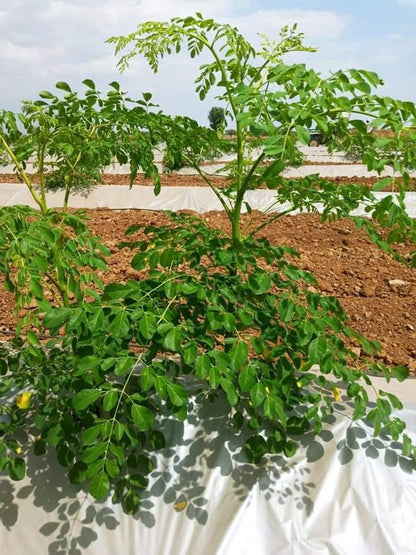 ODC-3 Moringa Oleifera Seeds | Fast Growing Miracle Tree | Drumstick Tree Seeds UK সজিনা বীজ