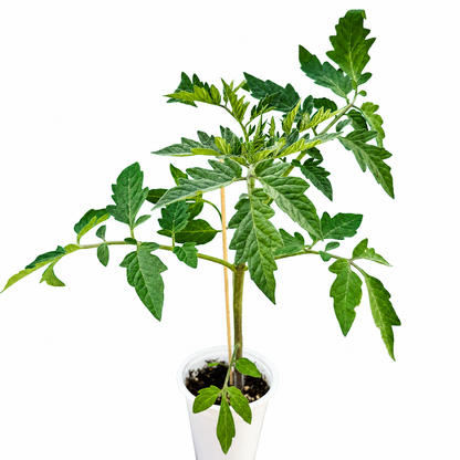 🍅 Super Tasty Yellow Tomato Seedlings (টমেটো চারা) | Soft, Delicious