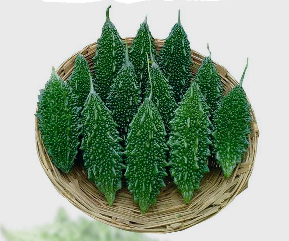 Bitter Gourd Korola Seeds: 'Durbar' a Premium F1 Variety Easy-Grow for UK Gardens