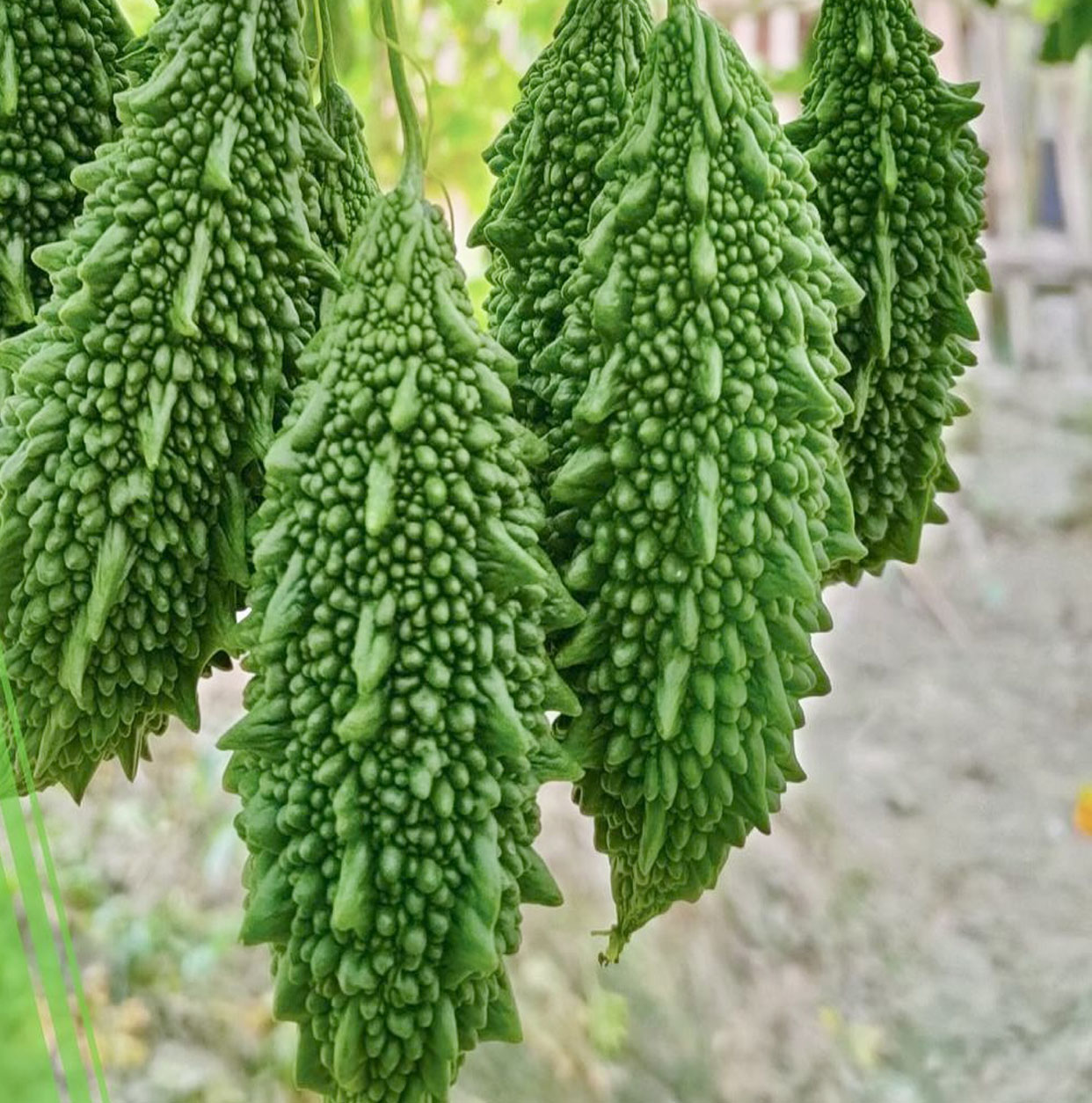 Bitter Gourd Korola Seeds: 'Durbar' a Premium F1 Variety Easy-Grow for UK Gardens