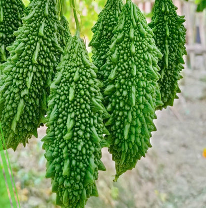 Bitter Gourd Korola Seeds: 'Durbar' a Premium F1 Variety Easy-Grow for UK Gardens