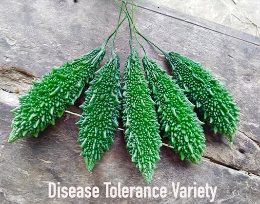 Bitter Gourd Korola Seeds: 'Durbar' a Premium F1 Variety Easy-Grow for UK Gardens