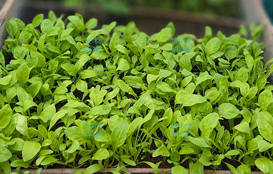 🇧🇩 Bangladeshi Palong Shak (Spinach) Seeds – Authentic Deshi Variety for UK Gardens